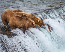 Load image into Gallery viewer, Grizzly Bears Fishing for Salmon at Katmai National Park Brooks Falls, Alaska