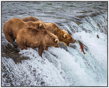 Load image into Gallery viewer, Grizzly Bears Fishing for Salmon at Katmai National Park Brooks Falls, Alaska