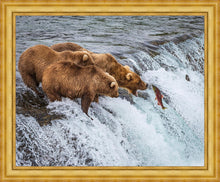 Load image into Gallery viewer, Grizzly Bears Fishing for Salmon at Katmai National Park Brooks Falls, Alaska