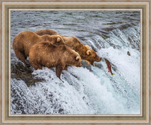 Load image into Gallery viewer, Grizzly Bears Fishing for Salmon at Katmai National Park Brooks Falls, Alaska