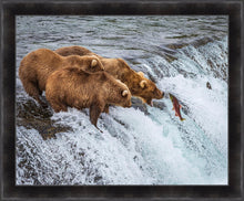 Load image into Gallery viewer, Grizzly Bears Fishing for Salmon at Katmai National Park Brooks Falls, Alaska