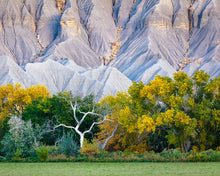 Load image into Gallery viewer, Ghost Tree