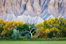 Load image into Gallery viewer, Ghost Tree