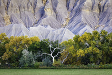 Load image into Gallery viewer, Ghost Tree