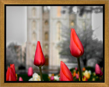 Load image into Gallery viewer, Salt Lake City Temple Beginning Transformation Gallery Wrap