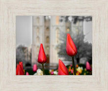 Load image into Gallery viewer, Salt Lake City Temple Beginning Transformation
