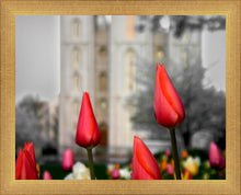 Load image into Gallery viewer, Salt Lake City Temple Beginning Transformation