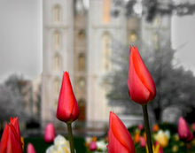 Load image into Gallery viewer, Salt Lake City Temple Beginning Transformation