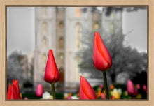 Load image into Gallery viewer, Salt Lake City Temple Beginning Transformation Gallery Wrap