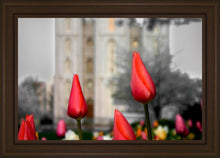 Load image into Gallery viewer, Salt Lake City Temple Beginning Transformation