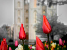 Load image into Gallery viewer, Salt Lake City Temple Beginning Transformation