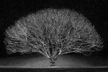 Load image into Gallery viewer, Winter Wonderland