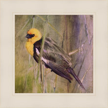 Load image into Gallery viewer, Yellow Headed Black Bird