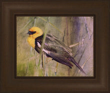 Load image into Gallery viewer, Yellow Headed Black Bird