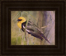 Load image into Gallery viewer, Yellow Headed Black Bird