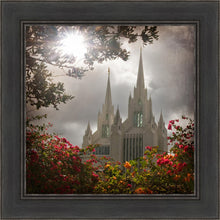 Load image into Gallery viewer, San Diego Brightness and Glory