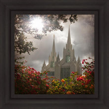 Load image into Gallery viewer, San Diego Brightness and Glory