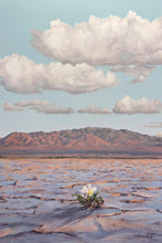 Load image into Gallery viewer, Bloom Where You Are Planted