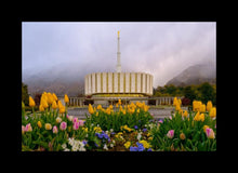 Load image into Gallery viewer, Provo Spring Tulips