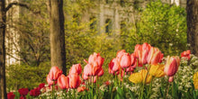 Load image into Gallery viewer, Salt Lake In The Garden