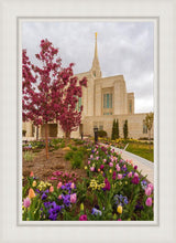 Load image into Gallery viewer, Ogden Tulips