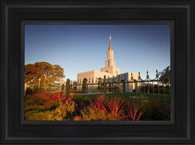 Load image into Gallery viewer, Sacramento Red Monkey Grass