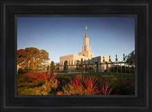 Load image into Gallery viewer, Sacramento Red Monkey Grass