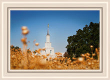 Load image into Gallery viewer, Sacramento Cotton Grass