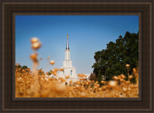 Load image into Gallery viewer, Sacramento Cotton Grass