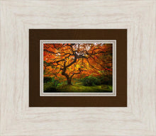 Load image into Gallery viewer, Tree of Perspective