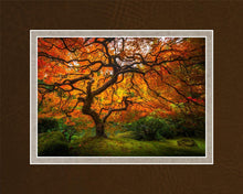 Load image into Gallery viewer, Tree of Perspective