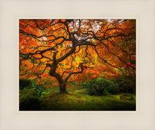 Load image into Gallery viewer, Tree of Perspective