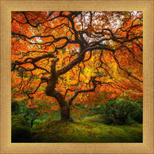 Load image into Gallery viewer, Tree of Perspective