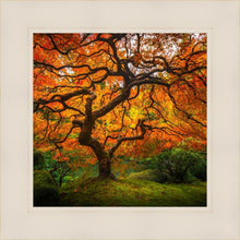 Load image into Gallery viewer, Tree of Perspective