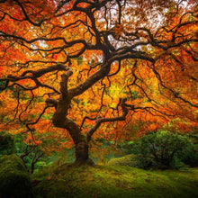 Load image into Gallery viewer, Tree of Perspective