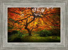 Load image into Gallery viewer, Tree of Perspective