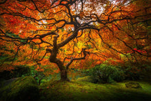 Load image into Gallery viewer, Tree of Perspective