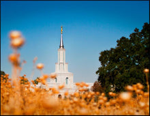 Load image into Gallery viewer, Sacramento Cotton Grass