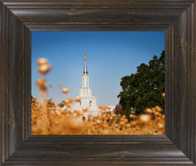 Load image into Gallery viewer, Sacramento Cotton Grass