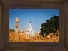 Load image into Gallery viewer, Sacramento Cotton Grass