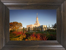 Load image into Gallery viewer, Sacramento Red Monkey Grass