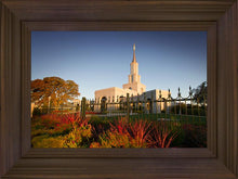 Load image into Gallery viewer, Sacramento Red Monkey Grass