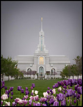 Load image into Gallery viewer, Mt Timp Tulips