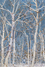 Load image into Gallery viewer, Woodland
