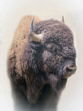 Load image into Gallery viewer, Bison