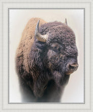Load image into Gallery viewer, Bison