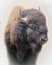 Load image into Gallery viewer, Bison