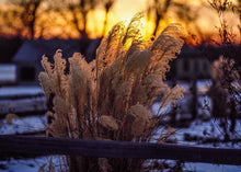 Load image into Gallery viewer, Plate 1 - Sunset Grasses