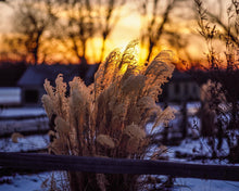 Load image into Gallery viewer, Plate 1 - Sunset Grasses