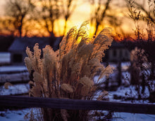 Load image into Gallery viewer, Plate 1 - Sunset Grasses